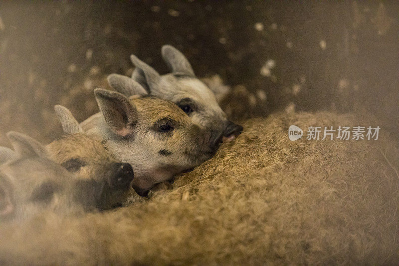 马厩里的小野猪