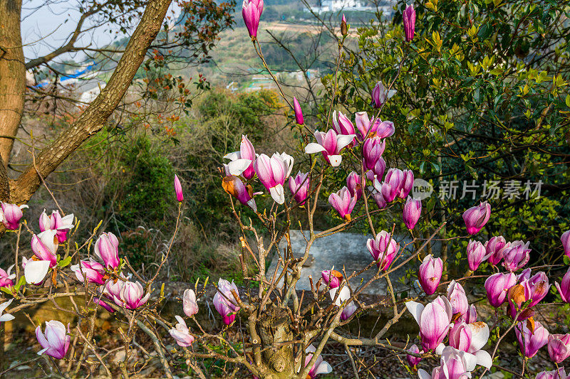 舟山群岛普陀山春树上的粉红色木兰，中国观音菩萨所在地
