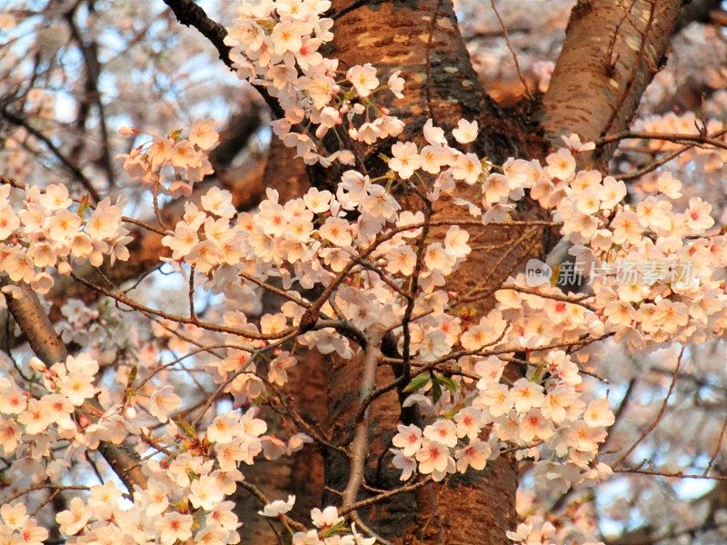 日本。3月底。清晨。樱花在初升的第一缕阳光中绽放。