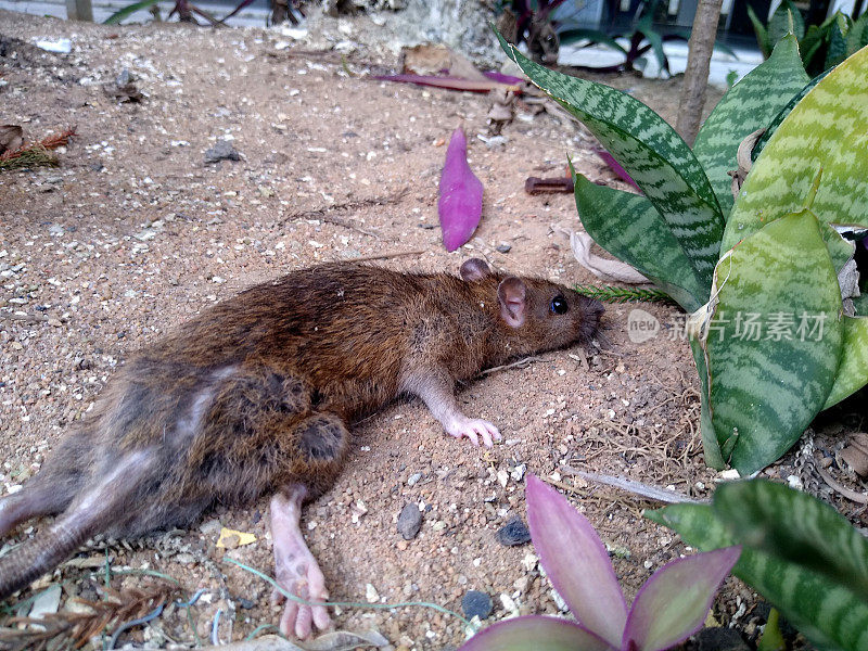 花园里有死老鼠