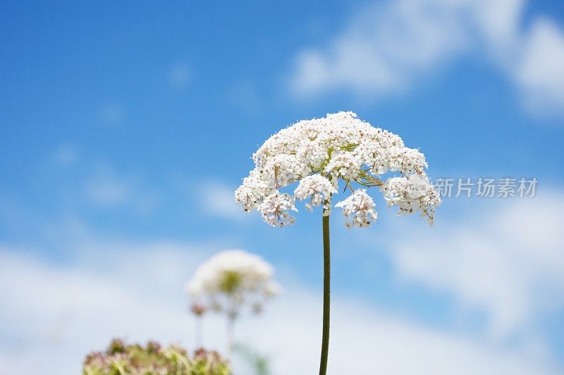 粉彩花浸草甸花