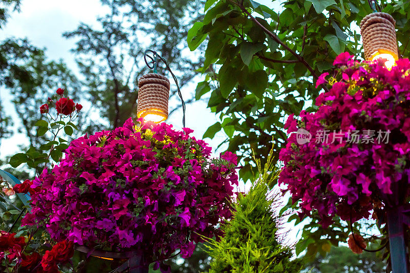 傍晚后院里的傍晚花园中挂着矮牵牛花的花盆，用于照明的装饰灯笼;景观照明的夜景特写;没有人。