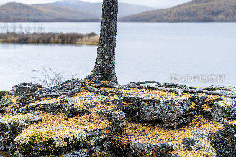 树根长在湖边的岩石、砾石和青草上