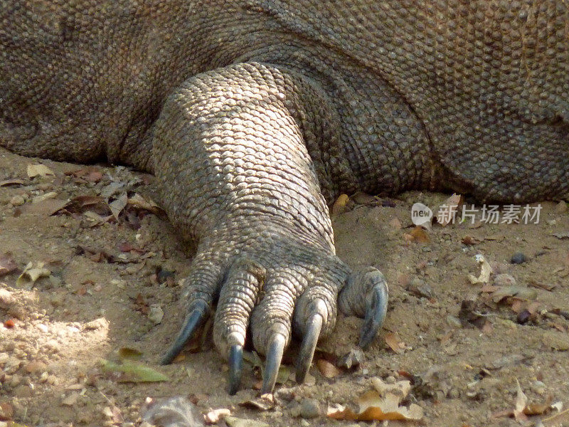 科莫多龙的爪子，科莫多岛，印度尼西亚