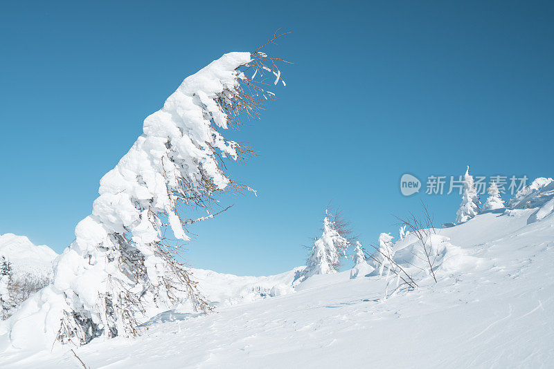 冰冻的树木就像史前极地动物在雪地上行走，蓝天为背景，斯洛文尼亚