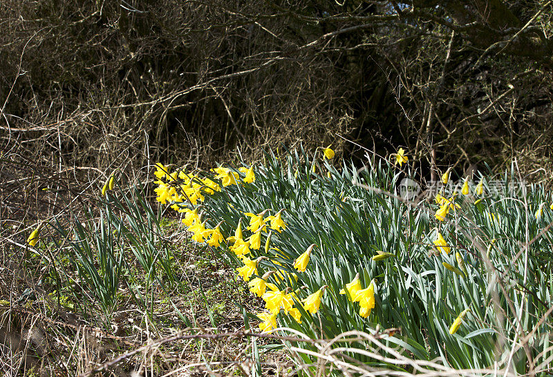 林中的野生水仙花。英国多塞特郡温伯恩市威斯尚顿附近的克里切尔庄园，一条公共小径。