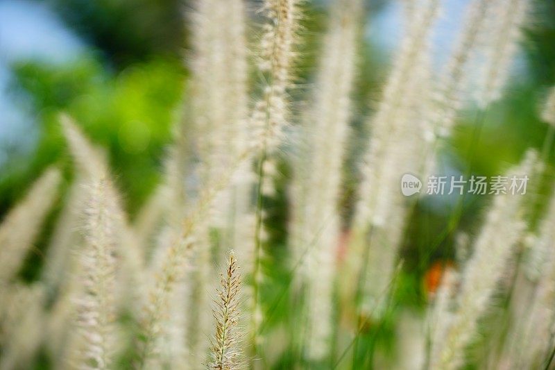 夏天的草地上有花