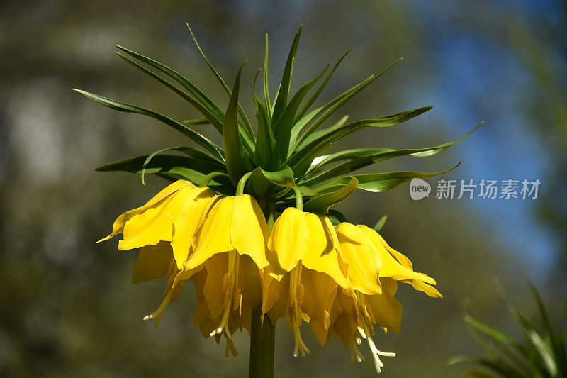 春天里奇怪的黄花