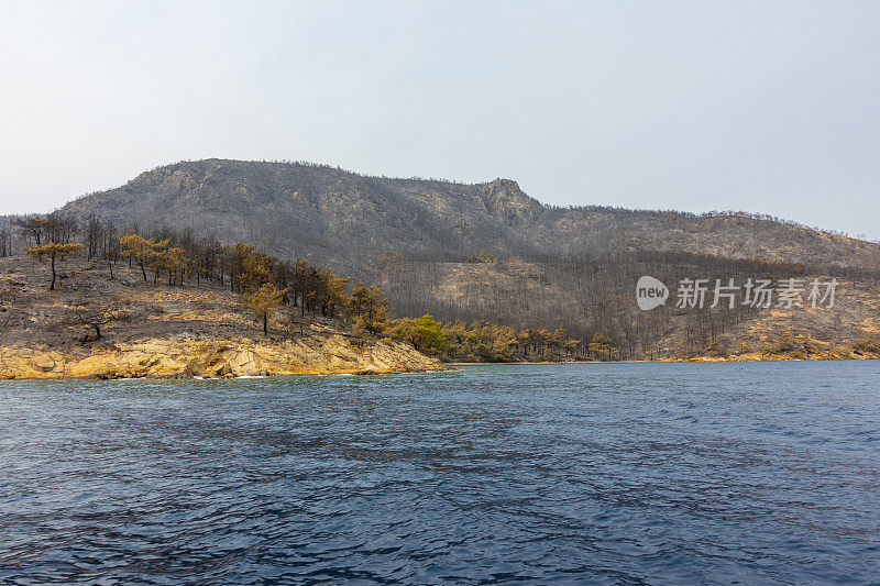 海岸森林大火之后