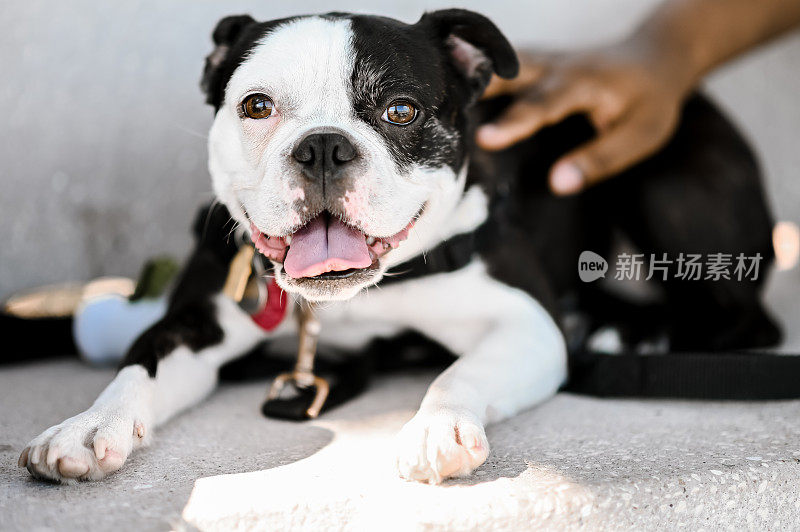 可爱的宠物波士顿小猎犬是纯种宠物狗的宠物