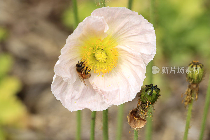 花园中粉红色的罂粟花与蜜蜂一起收集花粉