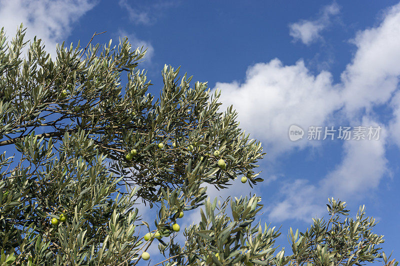 蓝色的天空和橄榄树在自然界