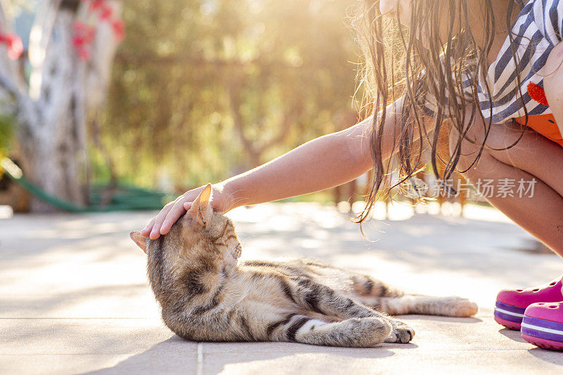 一个陌生的小女孩抚摸着猫