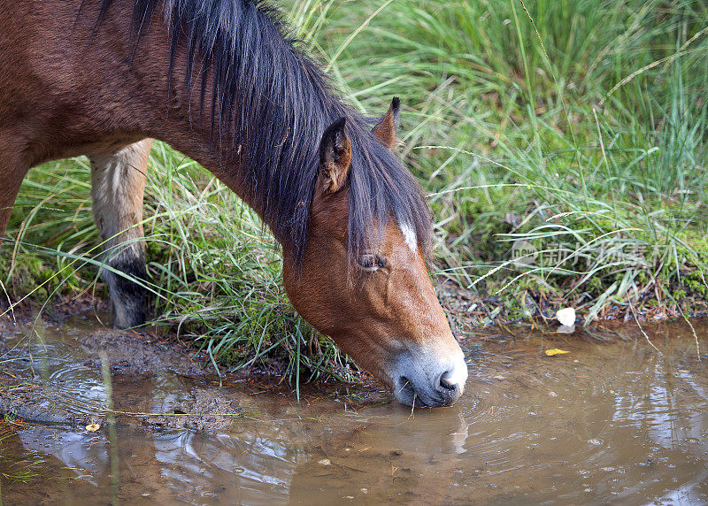 新森林小马弯腰在森林和林地池，汉普郡，英国，英国