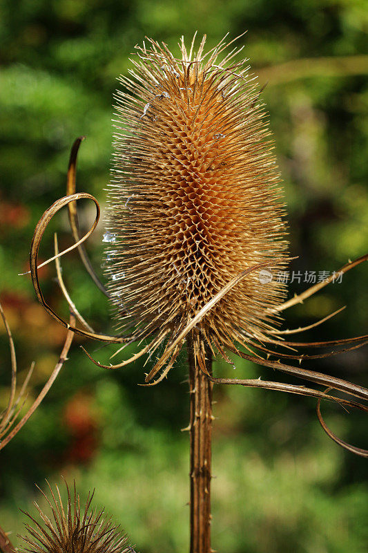 在阳光明媚的秋天，后花园常见断续(续断续)种子头的特写图像，聚焦前景