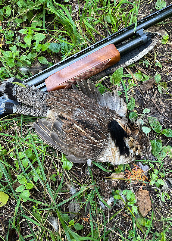加拿大安大略省北部的狩猎季节——死的雄性有皱松鸡躺在落叶上，被一支气泵式猎枪射杀
