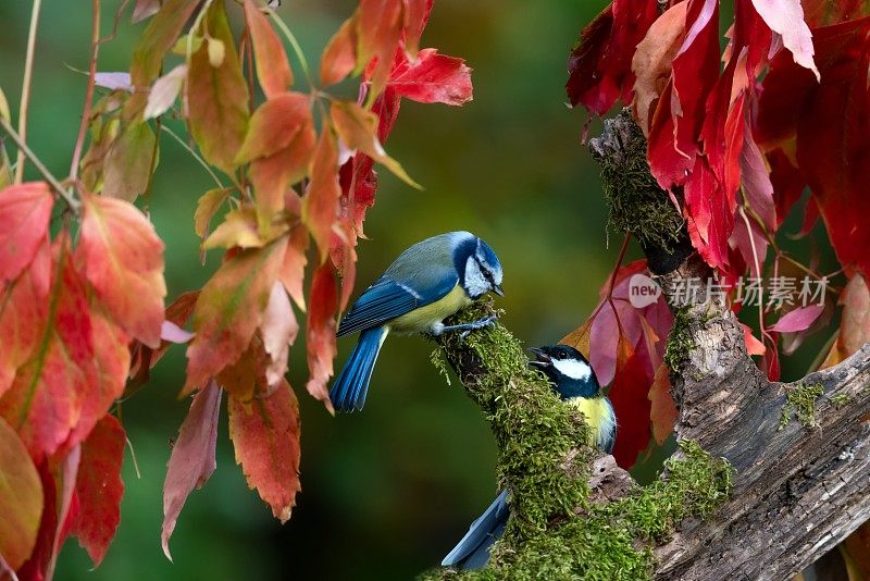 秋天的蓝山雀和大山雀