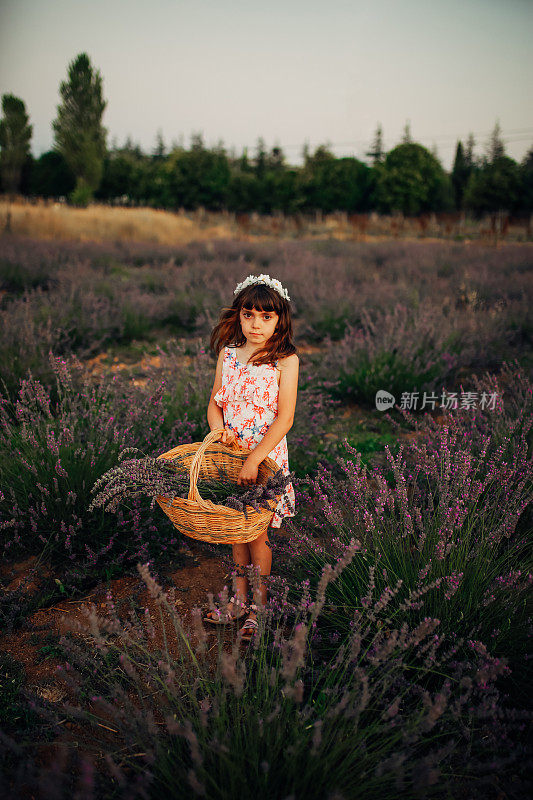 一个小女孩拿着一篮子薰衣草在薰衣草地里