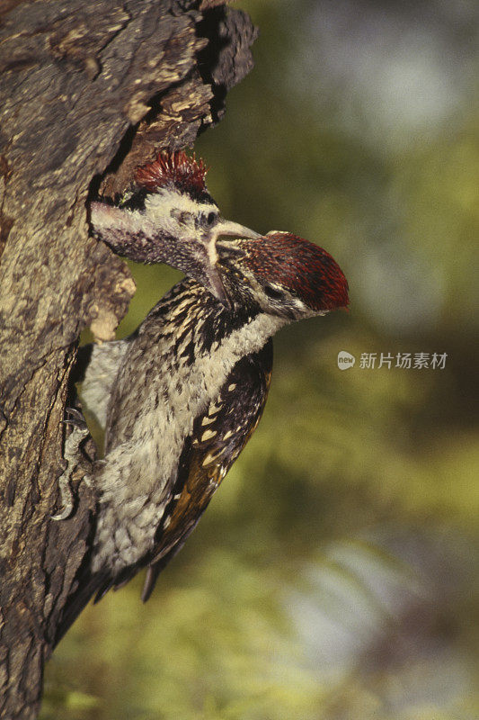 Bird-Golden支持啄木鸟