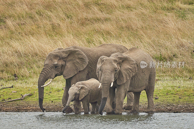 南非美丽的兰斯堡国家公园夏季的野象群