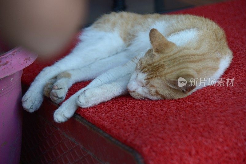 橙色和白色相间的东方短毛猫躺在红色的垫子上