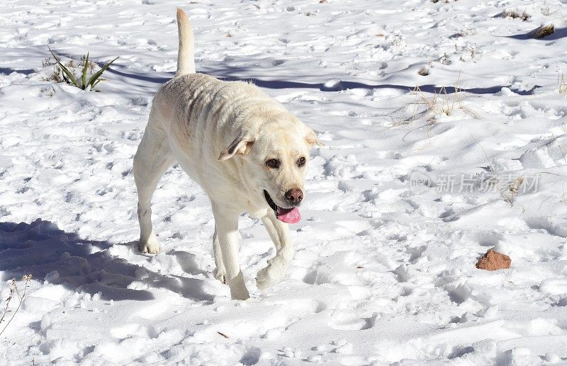 狗狗第一次在雪中