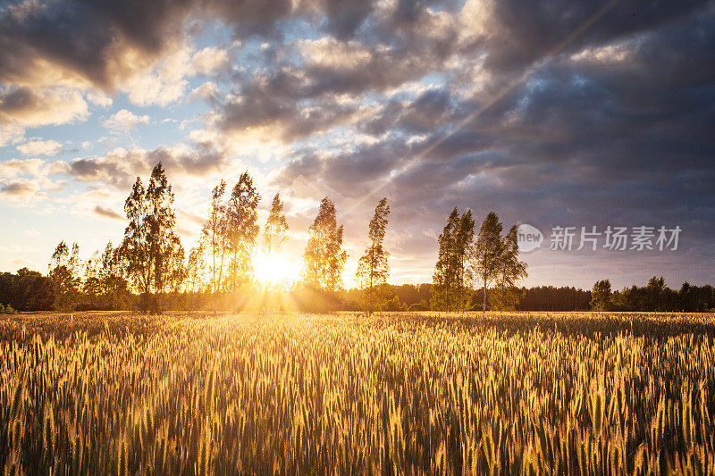 在爱沙尼亚乡间，明亮的夕阳映照在一片成熟的金色农田旁