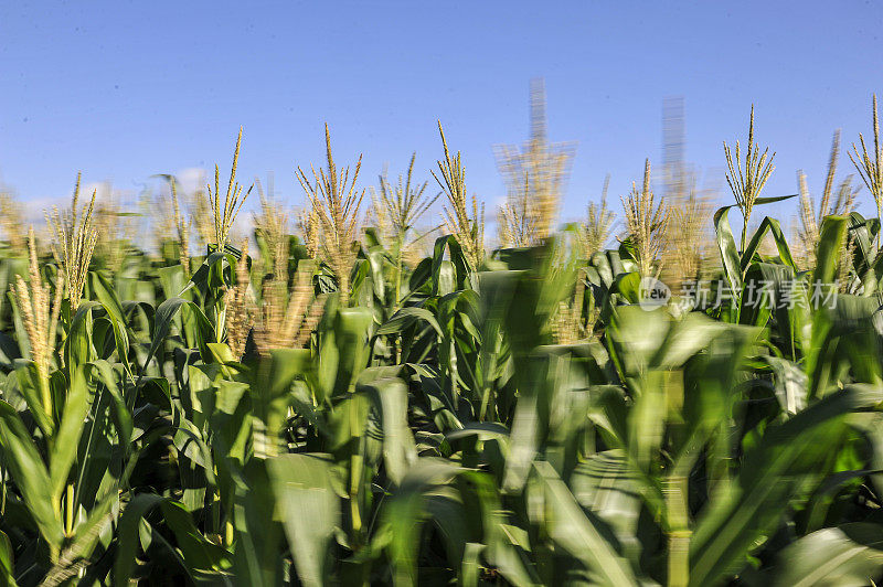 在农村地区低速种植玉米