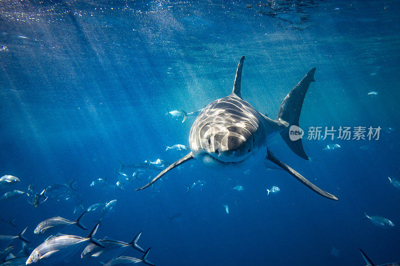 年幼的大白鲨是顶级捕食者，在明亮的阳光下游向水面下的相机