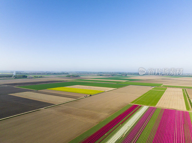 春天从高处俯瞰荷兰的郁金香田
