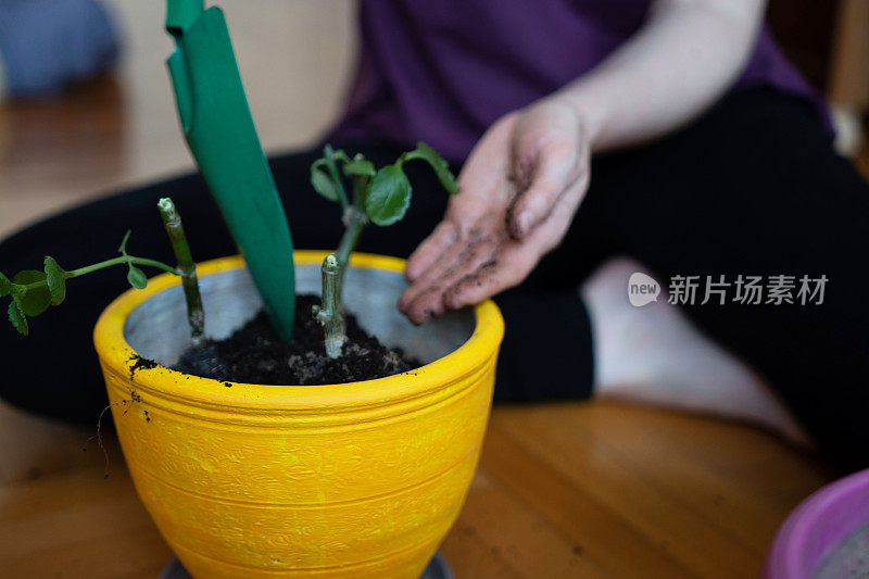 一个不认识的女人在盆栽室内植物