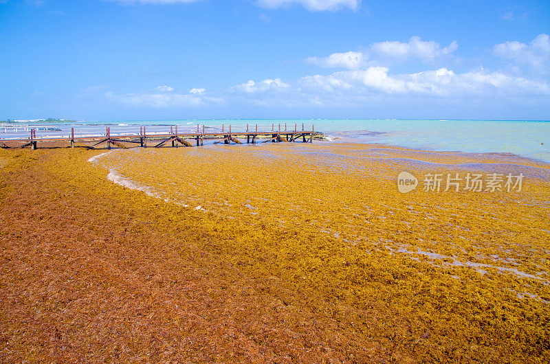 海滩上的马尾藻堆