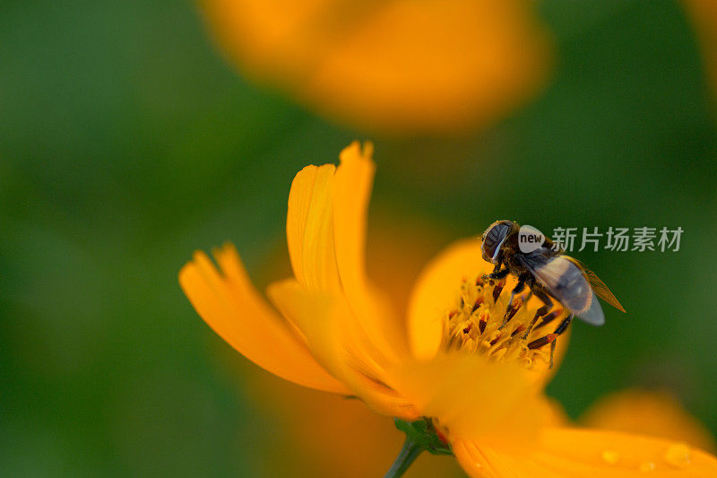 蜜蜂栖息在花朵上