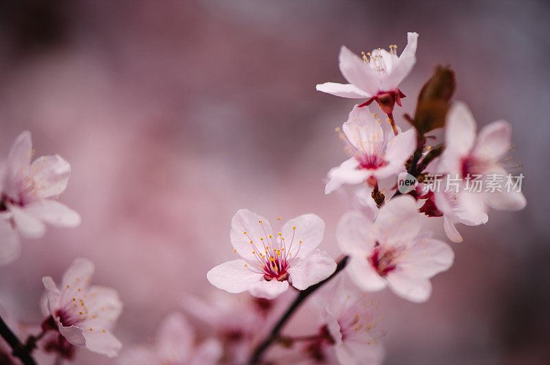 春天粉红色的花