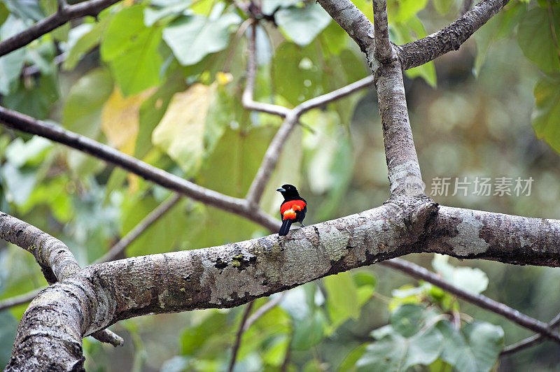 红臀唐纳雀，哥斯达黎加的外来物种之一