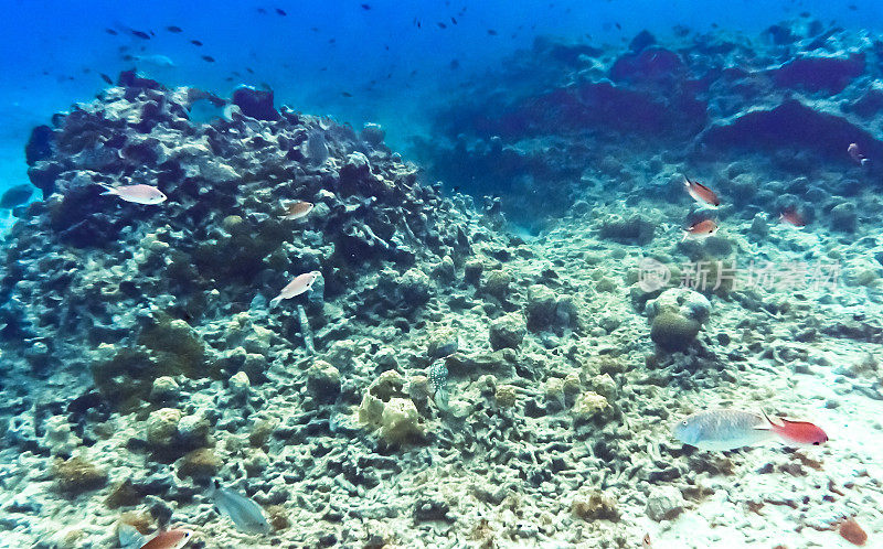 热带加勒比海洋生物水下珊瑚礁和海洋鱼类