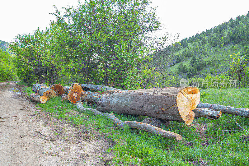 木材行业。砍倒森林里的树干，