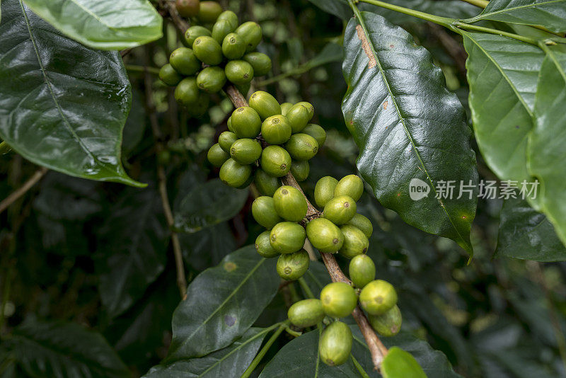 新鲜的阿拉比卡咖啡豆