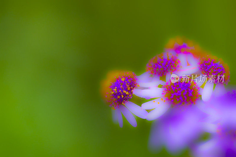 瓜叶菊的花