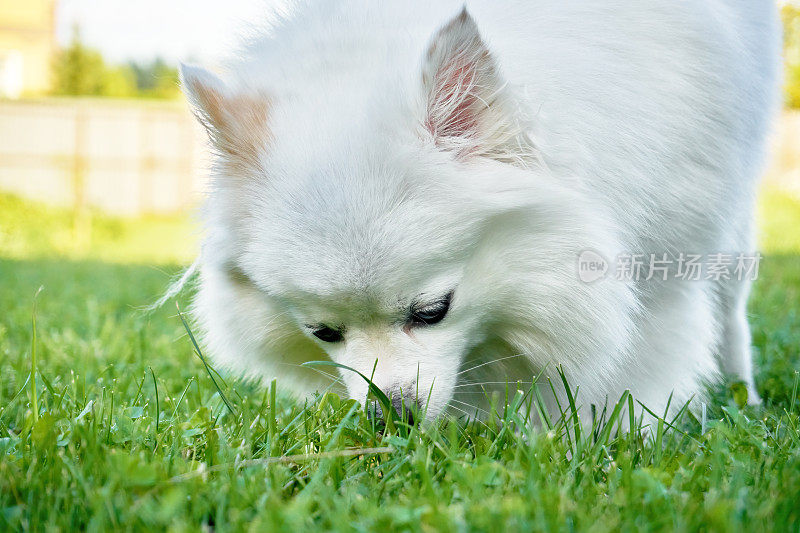 一只白色的斯皮兹狗。人类最好的朋友，友好的狗在地上奔跑
