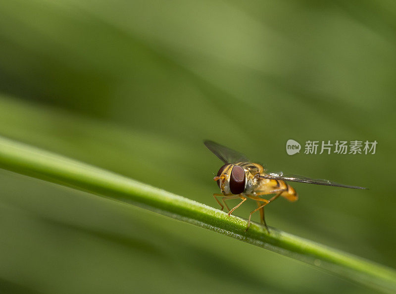 在草叶上盘旋飞翔