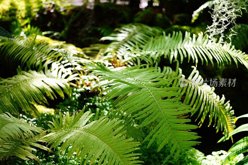 花园里美丽的蕨类植物叶子