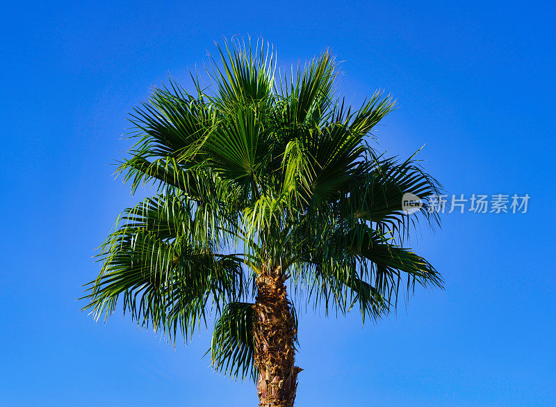 棕榈树和清澈的蓝天
