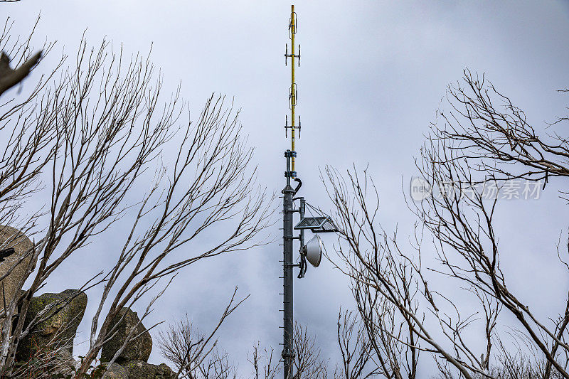 澳大利亚天然丛林里的死树和手机信号塔