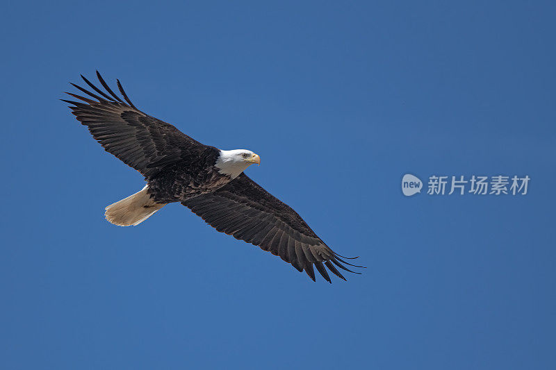 秃鹰飞过头顶，准备在蒙大拿中部比林斯附近筑巢