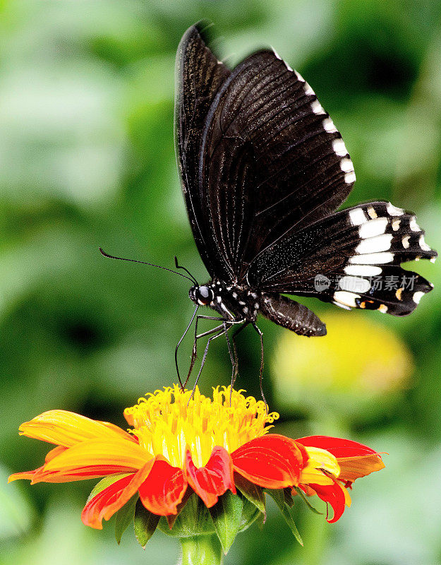 黑蝴蝶喝花汁——动物行为。