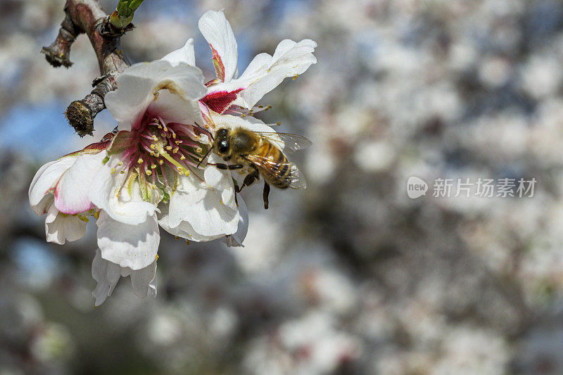 杏仁园花和蜜蜂的特写