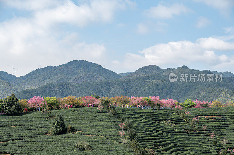 山谷里的茶园里种满了樱花