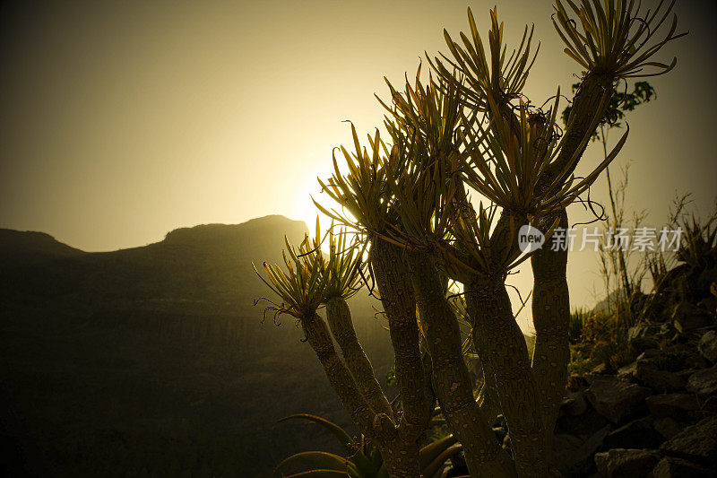 参观大加那利岛。在山上徒步时，夕阳西下。无数的龙树排列在冒险的小径上。