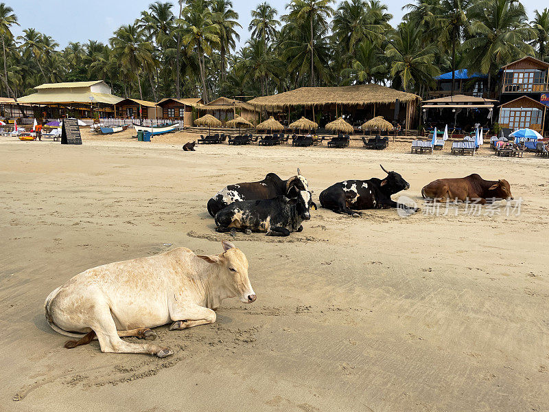 在印度果阿的海滩上，野牛躺在沙滩上，炎热的一天，牛在沙滩上放松，背景是树木和茅草凉亭